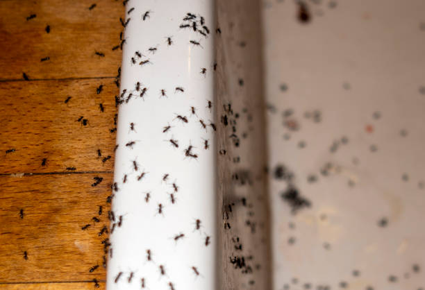 Best Flea Control Services  in Clinton, MI